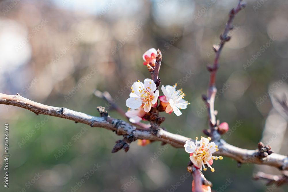 Flowering of the apricot tree in early spring in the orchard in the garden. Thin twigs with swollen buds and buds. Blooms of nature with a fragrant smell of freshness and tenderness. Flowering of the apricot tree in early spring in the orchard in the garden. Thin twigs with swollen buds and buds. Blooms of nature with a fragrant smell of freshness and tenderness.