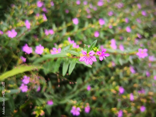 purple babysbreath flower blooming in wild field