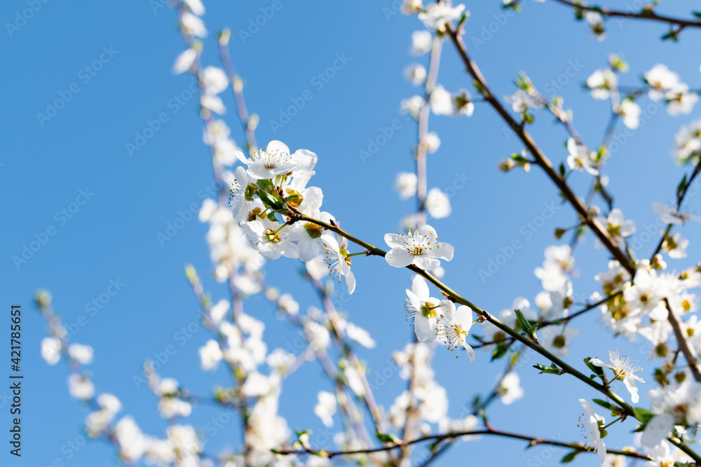 A lot of the delicate white petals on a cherry tree. Spring flowering, preparation for the summer harvest of cherry berries. Against a clear and light blue sky A lot of the delicate white petals on a cherry tree. Spring flowering, preparation for the summer harvest of cherry berries. Against a clear and light blue sky