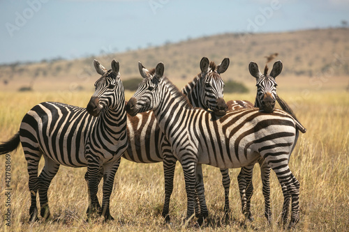 Zebra harem standing together in Serengeti National Park of Tanzania