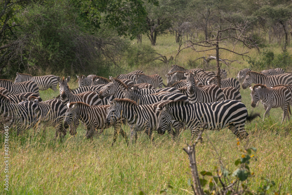 Naklejka premium Zebra harem standing together in Serengeti National Park of Tanzania