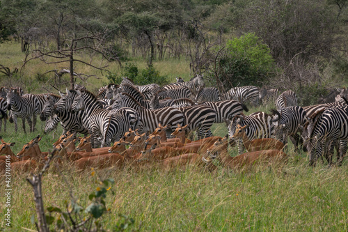 Zebra and impala harem standing together in Serengeti National Park of Tanzania