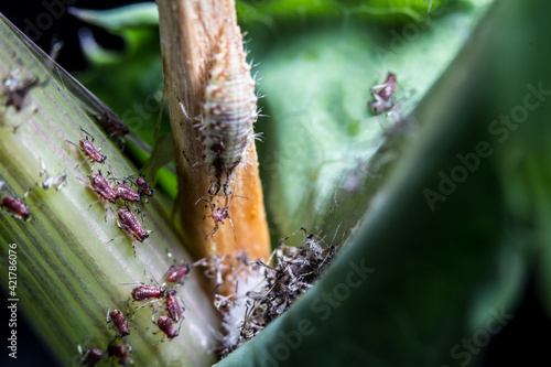 Larva crisopa depredando pulgones de la cerraja