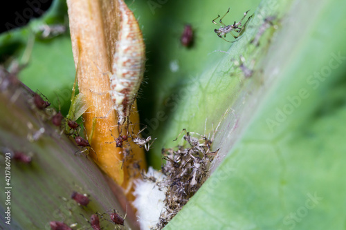 Larva crisopa depredando pulgones de la cerraja