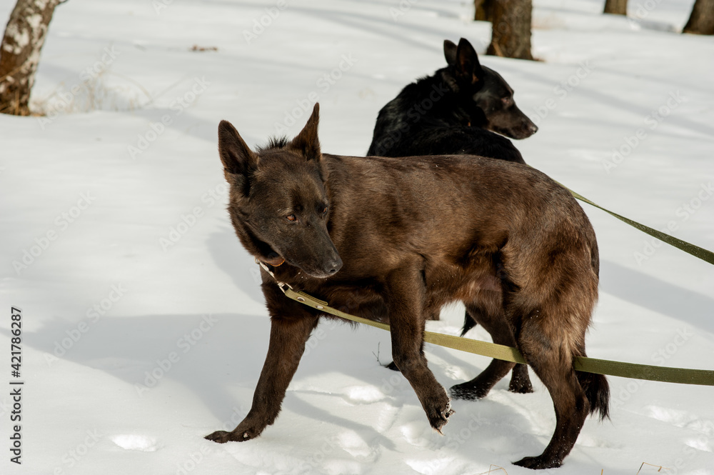Naklejka premium Dog. Mongrel dog and volunteer. A shelter for homeless animals. Help for homeless animals. A dog shelter. Walking with the dog.