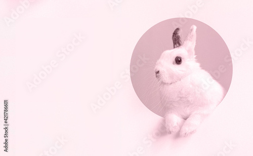 Easter bunny or rabbit on pastel nude background. Minimal spring Holiday concept.
