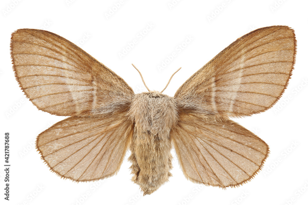 The fox moth (Macrothylacia rubi) isolated on white The fox moth (Macrothylacia rubi) isolated on white