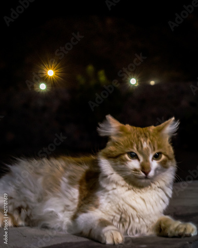 cat at night 