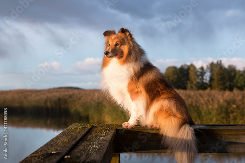 Stunning nice fluffy sable white shetland sheepdog, sheltie early autumn outside portrait on wooden pier on sunset. Small lassie, little collie dog sits outdoors with background of blue stormy sky 