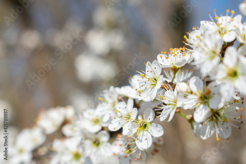 Flowers of blackthorn (Prunus spinosa)