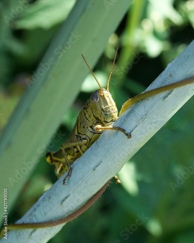 grashüpfer auf halm
