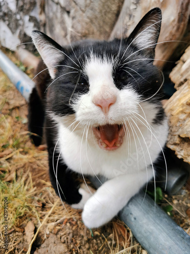 gähnende katze