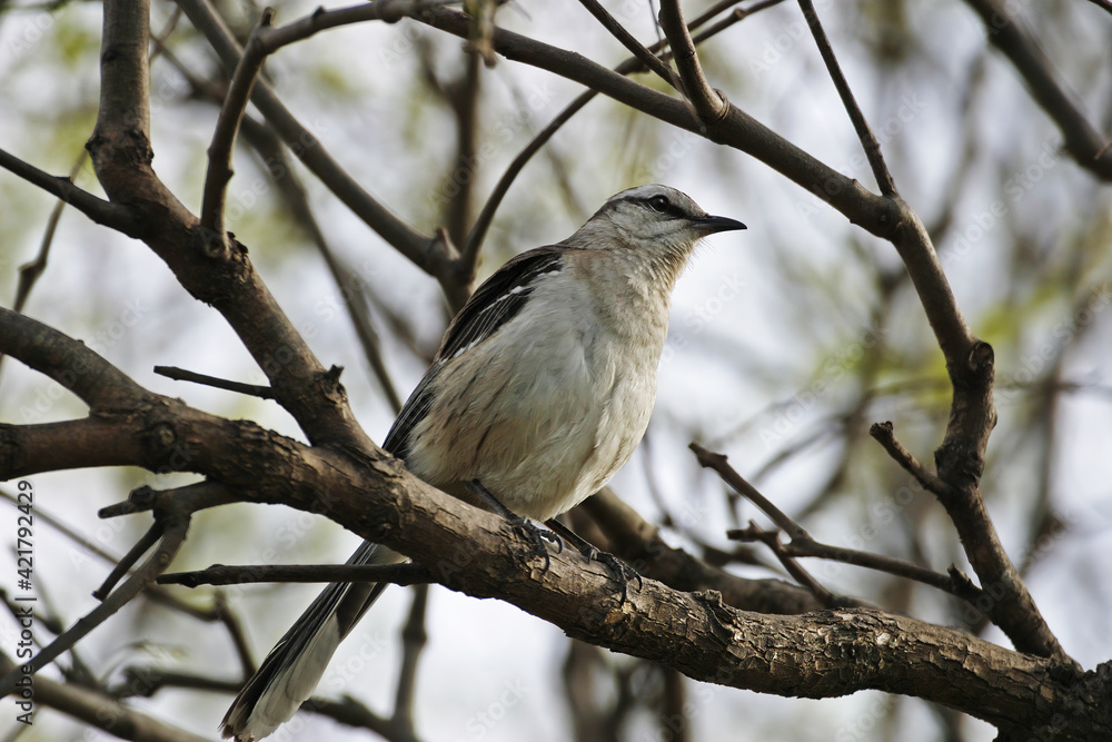 Chalk-browed Mockingbird, Mimus saturninus, perched on branch Chalk-browed Mockingbird, Mimus saturninus, perched on branch
