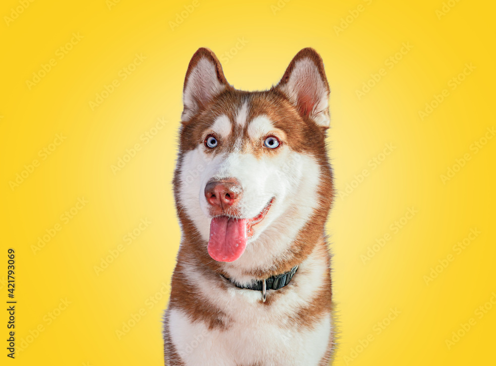 A purebred female Siberian Husky with a brown and white coat using di-cut technique on a yellow background. Eyes looking forward, camera ears, protruding ears, tongue and collar, and pet care ideas. A purebred female Siberian Husky with a brown and white coat using di-cut technique on a yellow background. Eyes looking forward, camera ears, protruding ears, tongue and collar, and pet care ideas.