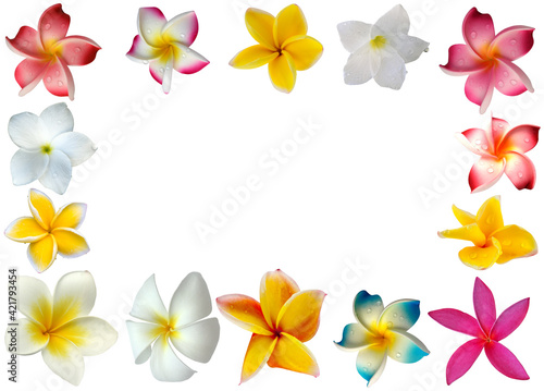 frangipani flower frame