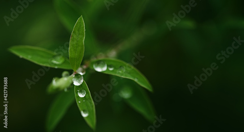 beautiful concept long nature banner. green leaves in drops after rain. dew drops in the form of transparent balls close-up. selective focus, place for text