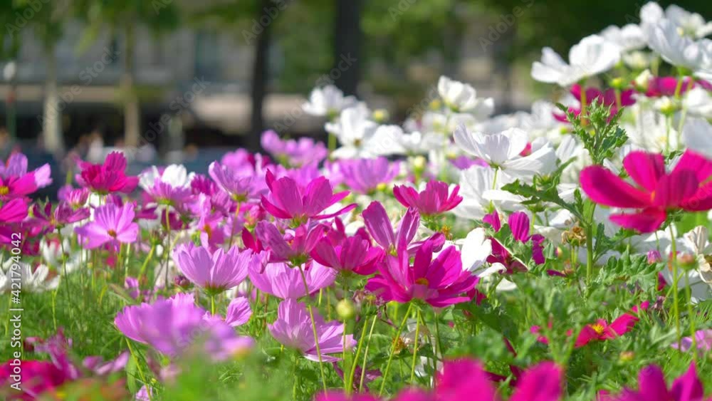 Flowers in the garden background in 4k slow motion 60fps Flowers in the garden background in 4k slow motion 60fps