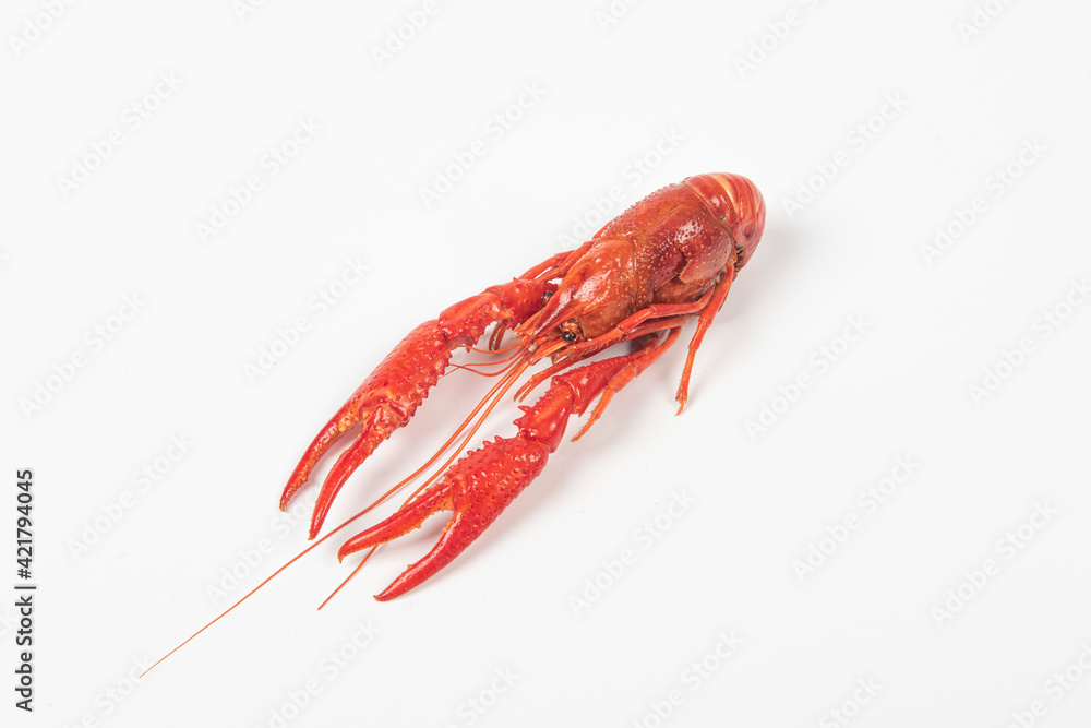 crawfish or crayfish isolated on white background,close up crawfish or crayfish isolated on white background,close up