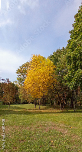 Trees in the autumn park. City landscape.