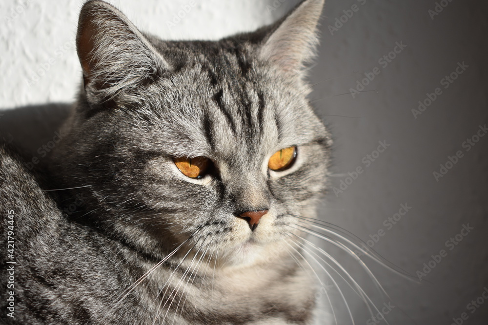 Naklejka premium Katze Pia