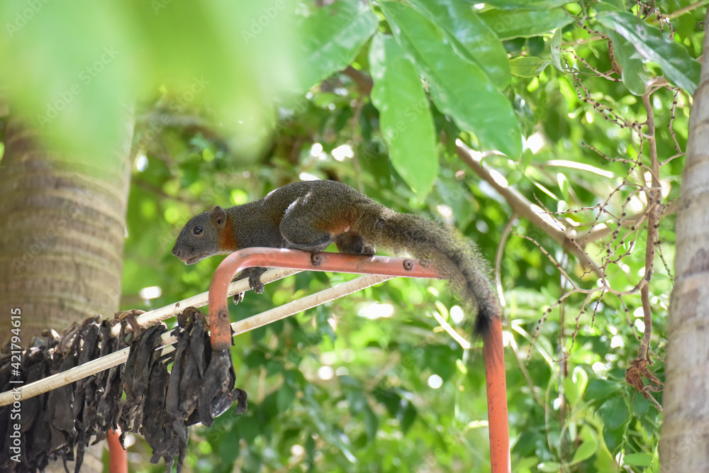 Pallas's squirrel, Red-bellied squirrel