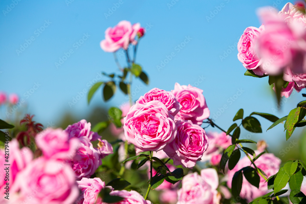 Obraz premium Pink rose in beautiful nature garden