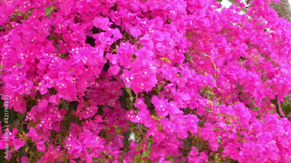 Pink bougainvillea in bloom in 4k slow motion 60fps
