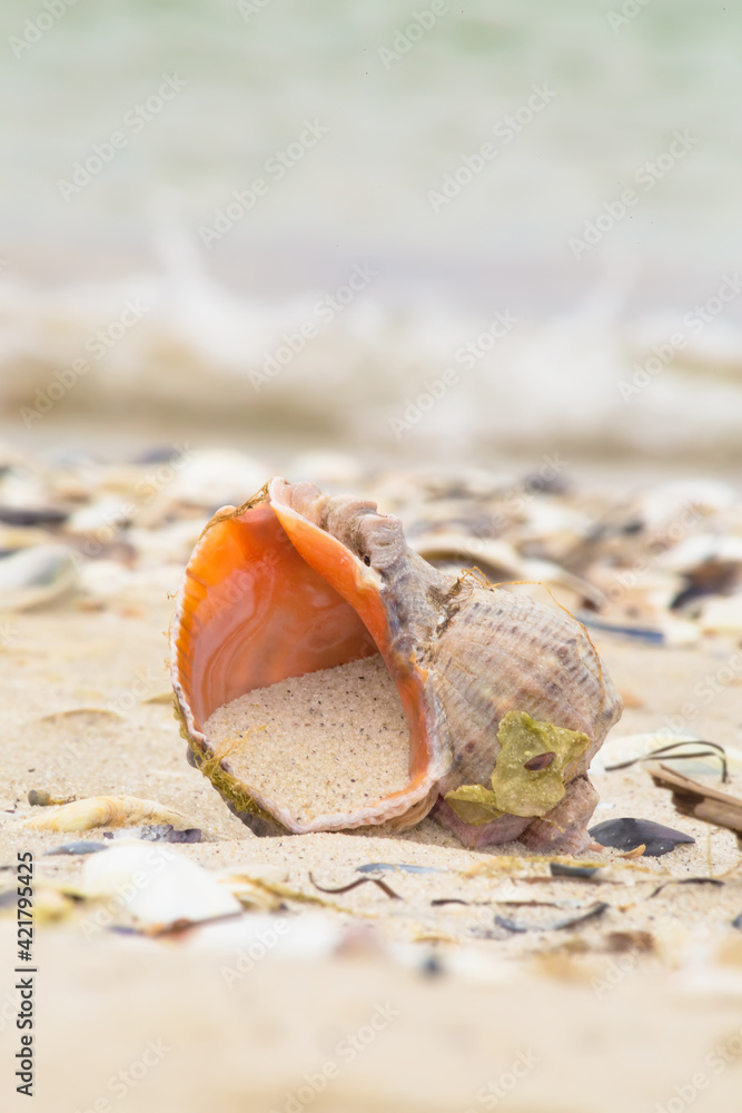 sea shell lying on the beach. empty shell of veined rapa whelk (Rapana venosa) sea shell lying on the beach. empty shell of veined rapa whelk (Rapana venosa)
