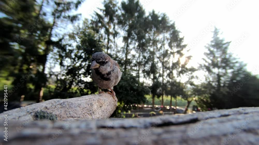 House sparrow male searchs food in front of the garden, summer, gopro fisheye lens, (passer domesticus), germany House sparrow male searchs food in front of the garden, summer, gopro fisheye lens, (passer domesticus), germany