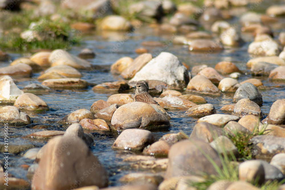 wild bird bathing in small stream (Linaria cannabina) wild bird bathing in small stream (Linaria cannabina)