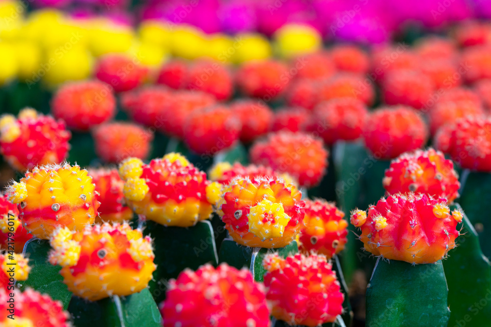 Group of red cactus in cactus farm. Group of red cactus in cactus farm.