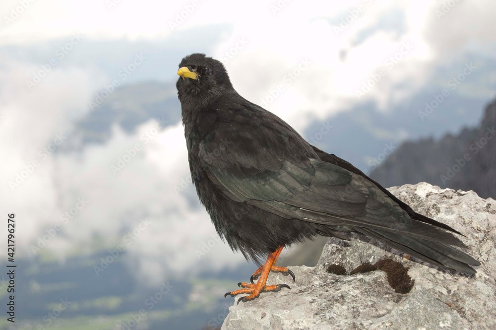 Alpendohlen im Karwendel Gebirge am Gipfel Alpendohlen im Karwendel Gebirge am Gipfel