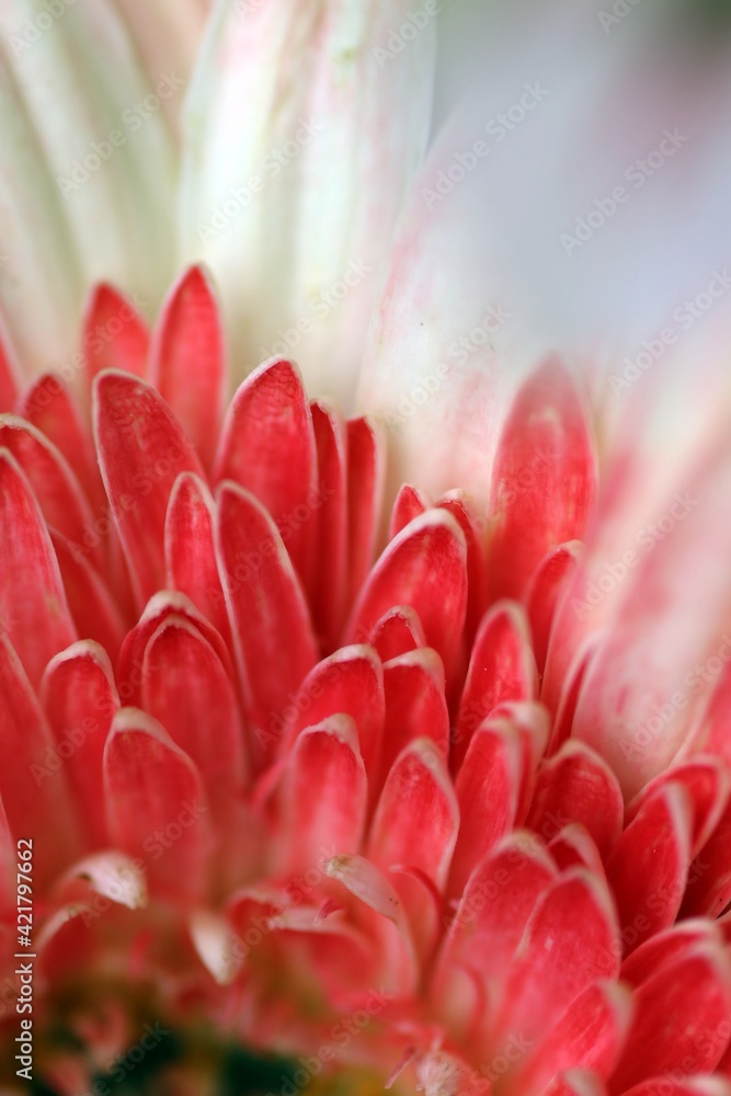 Nahaufnahme Blumenblüte Nahaufnahme Blumenblüte