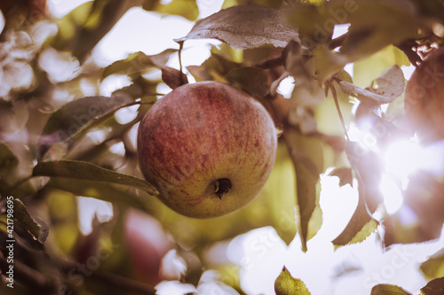 frischer Apfel