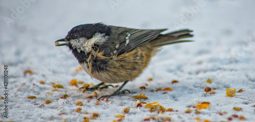 Fotografie, Obraz Scottish Winter Wildlife