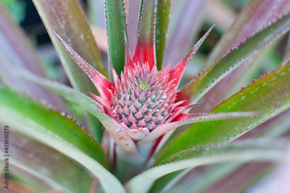 Close up of tropical pineapple flower . Close up of tropical pineapple flower .