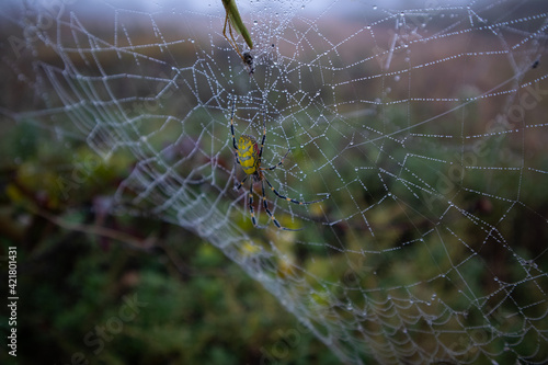 아침에 이슬 붙은 거미줄과 거미(Spider webs and spiders with dew in the morning)