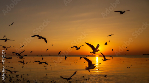 Sunset or evening time at sea or ocean with seagull bird flying.