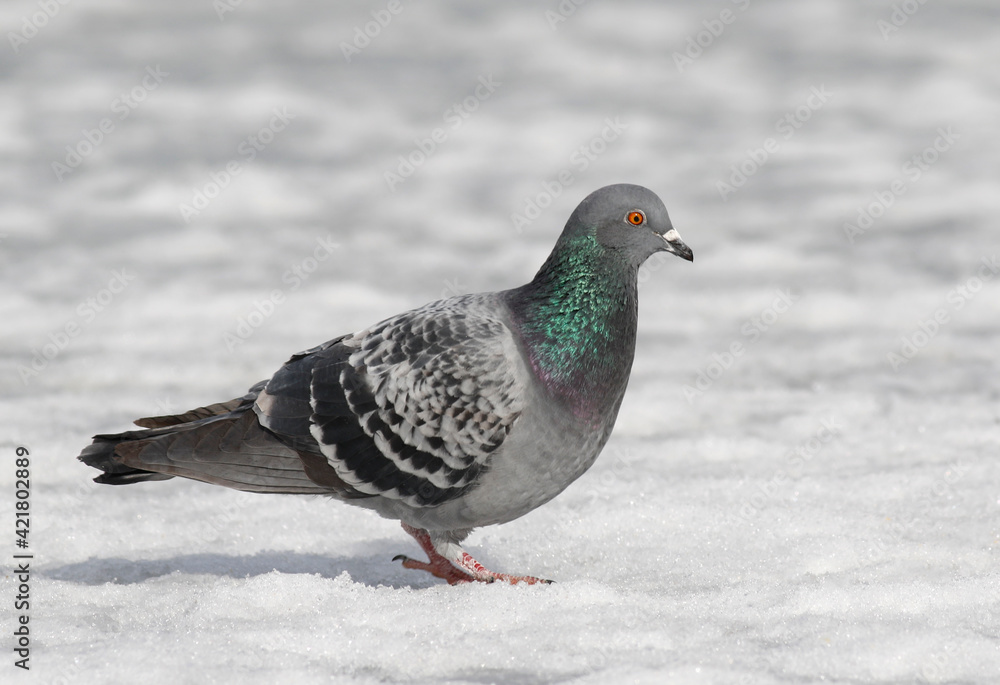 pigeon pigeon