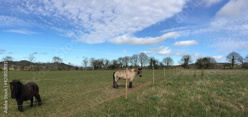 cheval et poney Shetland en Bretagne Finist  re France