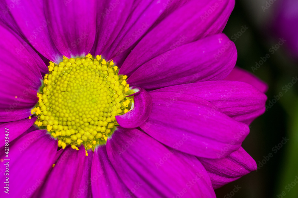 Beautiful bright purple and yellow chrysanthemum flowers, selective focus, macro Beautiful bright purple and yellow chrysanthemum flowers, selective focus, macro