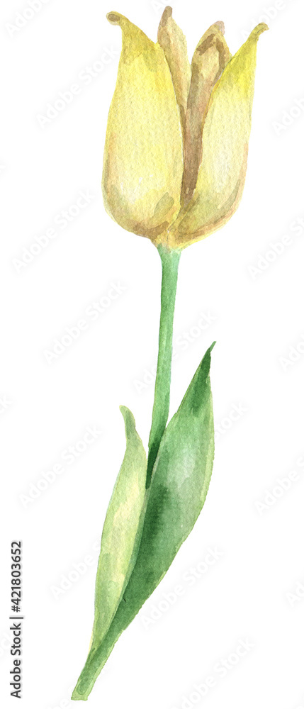 Obraz premium Yellow watercolor Tulip 