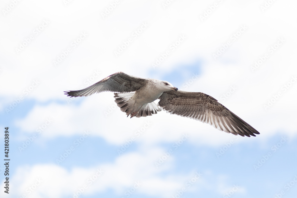 White seagull soars against beautiful sky with clouds White seagull soars against beautiful sky with clouds