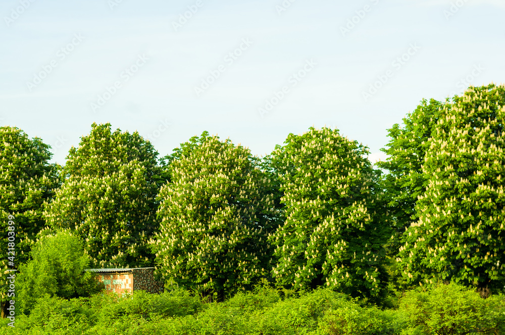 Spring landscape - bright green trees with young foliage on a bright warm sunny day in early spring. Spring landscape - bright green trees with young foliage on a bright warm sunny day in early spring.