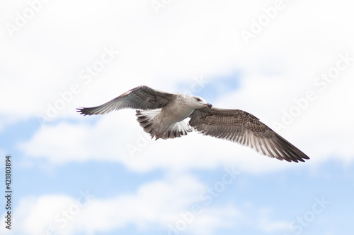 White seagull soars against beautiful sky with clouds