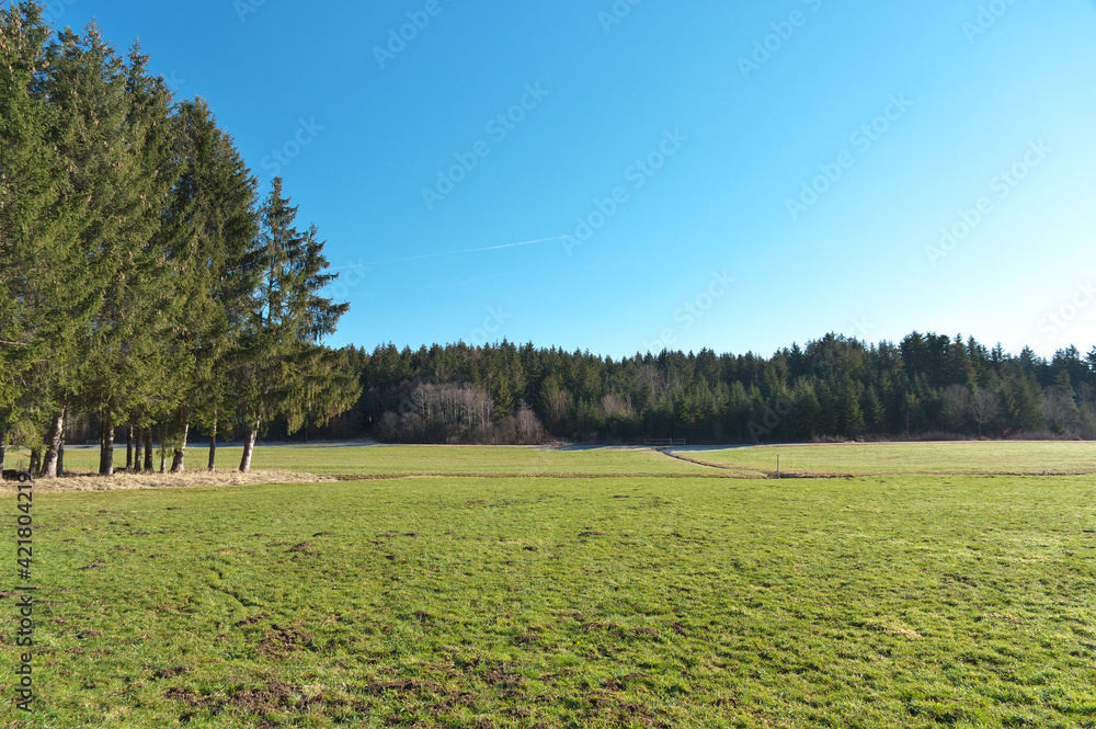 Fototapeta premium landschaft mit wiese, wald und blauem himmel