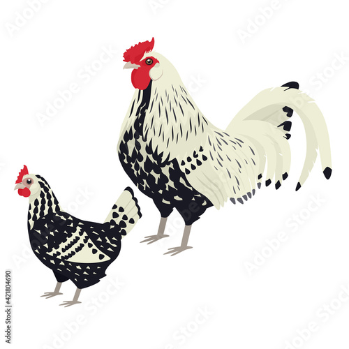 Hamburg Breed of chickens Vector illustration Isolated object