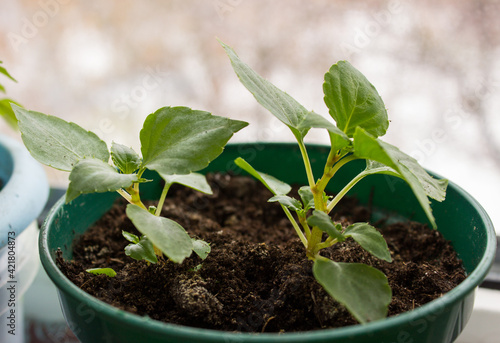 Cuadro en lienzo Seedling Impatiens, young plant of Impatiens flower in a pot on a windowsill