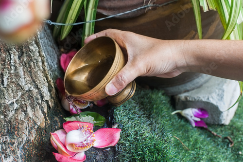 A hand pouring water of dedication under the cannonball tree Wat Thepleela temple in Bangkok, Thailand 