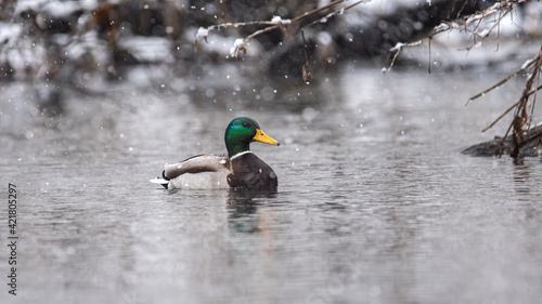 ente, bird, stockente, wasser, natur, teich, tier, see, wild lebende 